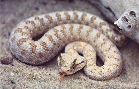 Wildlife Wildlife Reptiles And Amphibians Small Insects