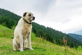 We breed kurdish kangal in india. Are Kangal Dogs Dangerous Myths And Facts About This Giant Guard Dog K9 Web