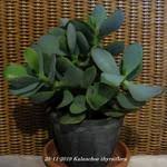 Kalanchoe Calandiva Giftig Tuinadvies