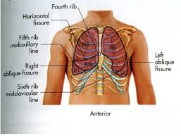 The chest pain associated with a collapsed lung typically begins suddenly and can last for hours, and is generally associated with shortness of breath. Lung Lobe Landmarks Flashcards Quizlet