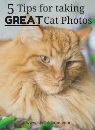 5 Tips For Taking Great Cat Photos Pet Photography Pet Pictures Cat Pictures Cat Photography Like My Instagram Page Zz Zwyanezade 21 Goruntuler Ile Beautiful Tips