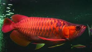 Dan hal tersebut yang membuat para pemancing berpikir keras bagaimana membuat umpan ikan mas jitu tanpa kroto agar bisa disukai oleh ikan. 11 Resep Ramuan Khusus Untuk Lomba Mancing Ikan Mas Kliping Dunia Ikan Dan Mancing