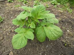 Put your seed potatoes about four inches deep. What Do Potatoes Leaves Look Like When They Grow Eat Like No One Else