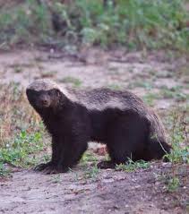 Tom Stables On Instagram The Honey Badger Or Ratel Is Always A Special Sighting When I Am On Safari These Fearless L Honey Badger Animal Study Animals Wild