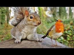 Birds For Cats To Watch Youtube Video For Cats To Watch Birds And Squirrels On The Woodland Path Youtube With Images Cat Gif Squirrel Forest Creatures