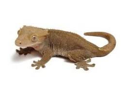 Crested Gecko Morphs And Color Variations Care Guides For