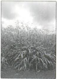 Image result for Brachiaria subulifolia