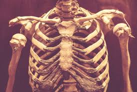 The rib cage is made up of 12 pairs of ribs, 12 thoracic vertebrae, and the sternum. 8 481 Best Human Rib Cage Images Stock Photos Vectors Adobe Stock