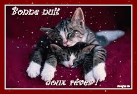 Résultat de recherche d'images pour "gif nuit chat"