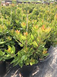 Maybe you would like to learn more about one of these? Arbutus Marina Native Sons Wholesale Nursery