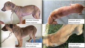 But in that short time, you will learn how to use the very common english expression how. Efficacy Of Orally And Topically Administered Fluralaner Bravecto For Treatment Of Client Owned Dogs With Sarcoptic Mange Under Field Conditions Parasites Vectors Full Text