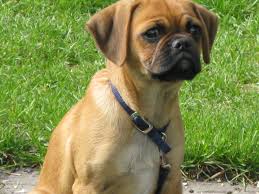 Black And Tan Pugalier Our Widdle Pugalier Pug X Cavalier King Charles Baby Pugs Pugalier Puggle