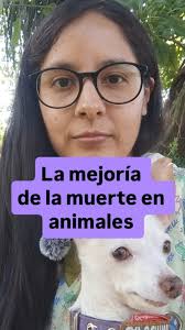 La mejoría de la muerte es un fenómeno relativamente frecuente en animales.  Es importante conocerlo para evitar que tome por sorpresa. 💁🏽‍♀️🐶😺, .,  ., ., Haidé Ruiz, MVZ, CHPV, Medicina y cuidados ...