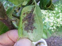 I've discovered these tiny bugs yesterday when i found one crawling on my hand. Aphids And Fruit Trees Philadelphia Orchard Project