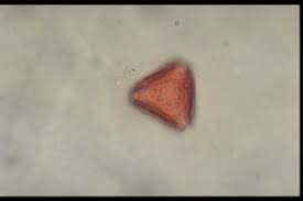 Image result for Thesium thamnus