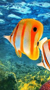 Pin By Jeff Burgess On Underwater Sea And Ocean Tropical Fish Colorful Fish