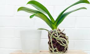 Image result for Orquideas sustrato