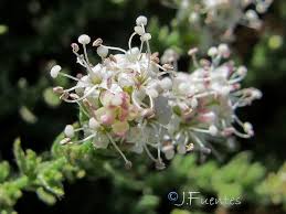 Image result for Cressa cretica