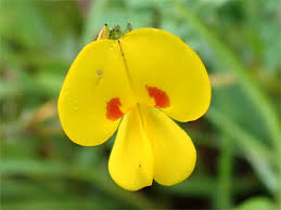 Image result for Smithia