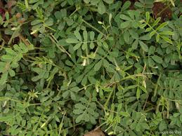 Image result for Tephrosia pumila