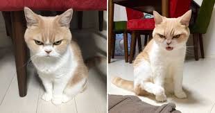 漂うラスボス感 怒ってないのに常にメンチ切っている強面猫の小雪ちゃん 猫 ラスボス ちゃん