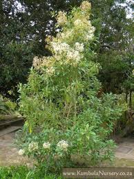 Image result for Nuxia floribunda