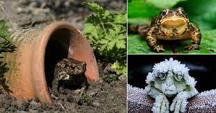 Check spelling or type a new query. 8 Ways To Attract Toads And Frogs To The Garden Balcony Garden Web
