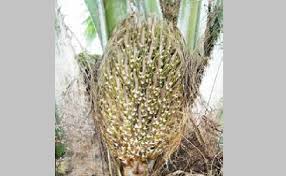 Umumnya, lahan yang dibutuhkan adalah yang relatif. Berita Sawit Estimasi Produksi Taksasi Kelapa Sawit
