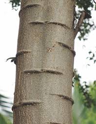 Image result for Pithecellobium