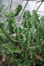 Image result for Euphorbia unicornis