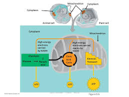 Cellular respiration is the set of the metabolic reactions and processes that take place in the cells of organisms to convert biochemical energy from nutrients that are commonly used by animal and plant cells in respiration include sugar, amino acids and fatty acids, and a common oxidizing agent. Cellular Respiration Obtaining Energy From Food Ppt Download