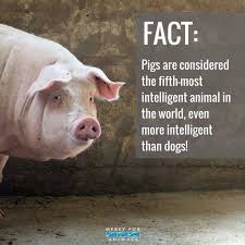 Pin By Teeshaa Art On Go Vegan In 2020 Mercy For Animals Vegan Animals Vegan Quotes