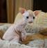 Available Sphynx Kittens For Sale & Cats For Adoption