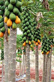 Choosing the right fruit tree. Transgenic Papaya Genome Draft Yields Many Fruits Papaya Tree Fruit Plants Fruit Garden