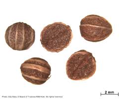 Image result for Psychotria pumila