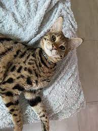 Pin By Nur Azizah On Savannah F1 Serval In 2020 Cute Cat Cats Animals