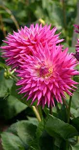 Large Blooms Beautiful Flowers Beautiful Flowers Garden Dahlia Flower