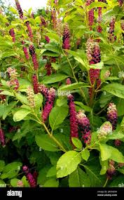 Image result for Phytolaccaceae