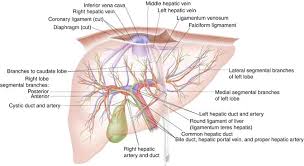 The liver produces bile continuously, but the body only needs it a few times a day. Physiology And Anatomy Of The Liver Springerlink