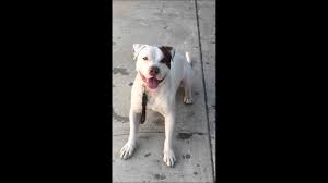 The hybrid will display a strong and powerful body, thick legs and a large head. Bullypit Is The American Bulldog Pitbull Mix Your Kind Of Dog K9 Web