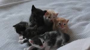 Download our new app for. Cute Kittens Stock Footage Royalty Free Stock Videos Page 8