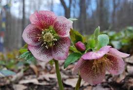 The early spring is a time of awakening in new england as temperatures rise and snow begins to melt. Here Finally Come The Hellebores Flower Garden Garden Shade Garden