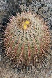 42 Best My Father Images San Jose California Trips California History