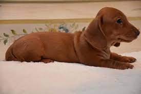 She comes with a contract with health guarantees, toys, and 24/7 lifetime tech support. Dachshund Puppies For Sale Springfield Il 212537