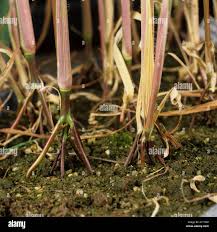 Image result for Rottboellia