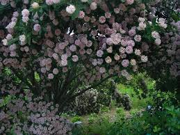 Image result for Dais cotinifolia