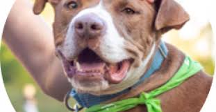Austin Pets Alive Dog Behavior Program