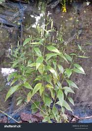 Image result for Justicia phyllostachys