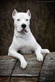 Pin By Ruby Rivera On Dogo Argentino Dog Breeds Beautiful Dogs Dogs