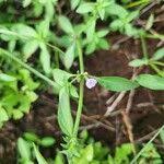 Image result for Justicia heterocarpa